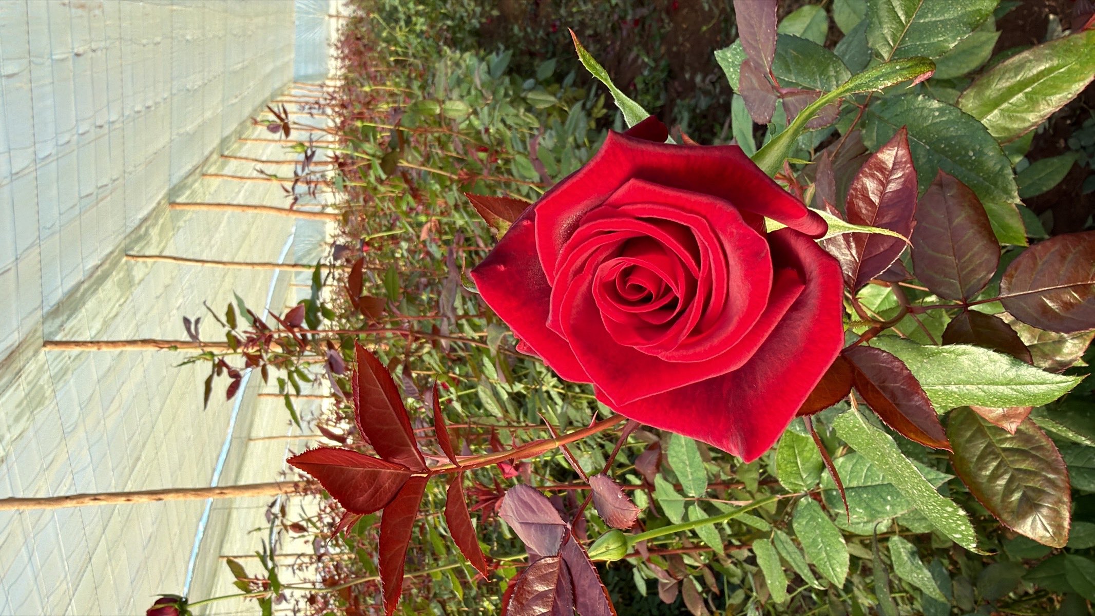 Rose rouge épanouie dans les serres de Day Flowers à Ouled Mbarek